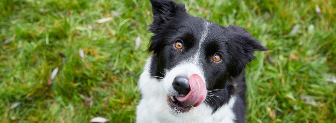 [paste advice page name here]